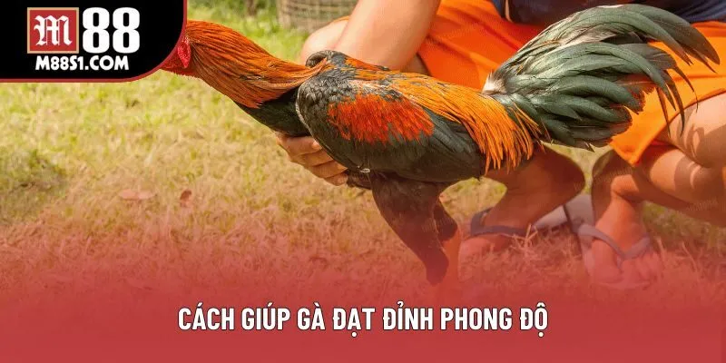 Cách giúp gà đạt đỉnh phong độ Cách giúp gà đạt đỉnh phong độ