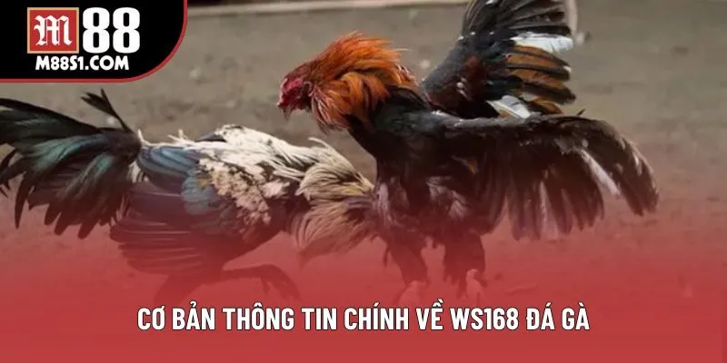 Cơ bản thông tin chính về WS168 đá gà Cơ bản thông tin chính về WS168 đá gà